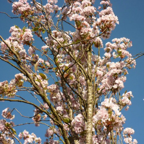 Prunus Amanogawa Japanese Flowering Cherry Bareroot Tree 150-165cm | ScotPlants Direct